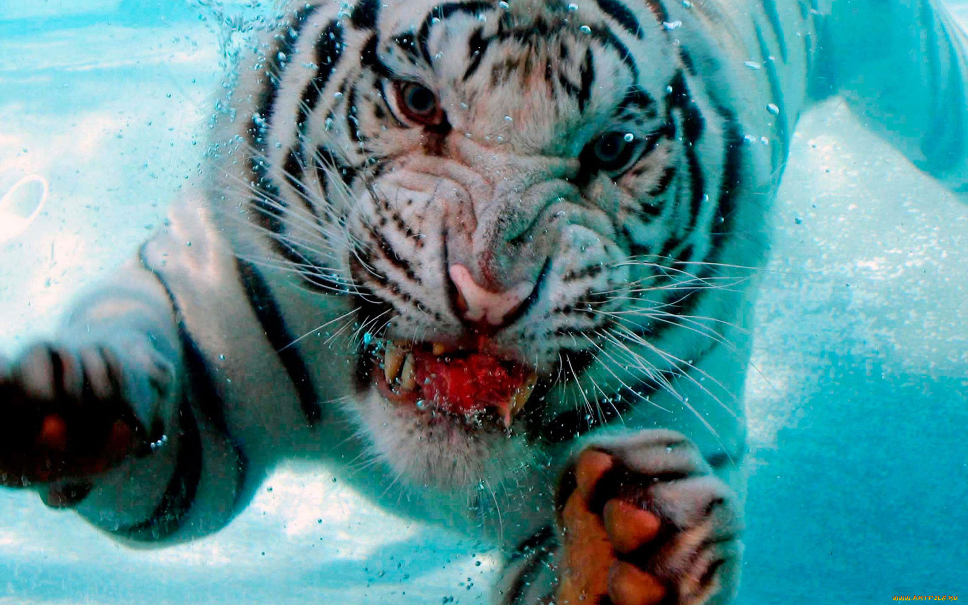 Тигр в воде обои